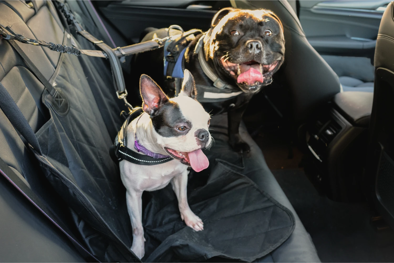 Boston Terriers  Dog Safety Belt for GMC Sierra