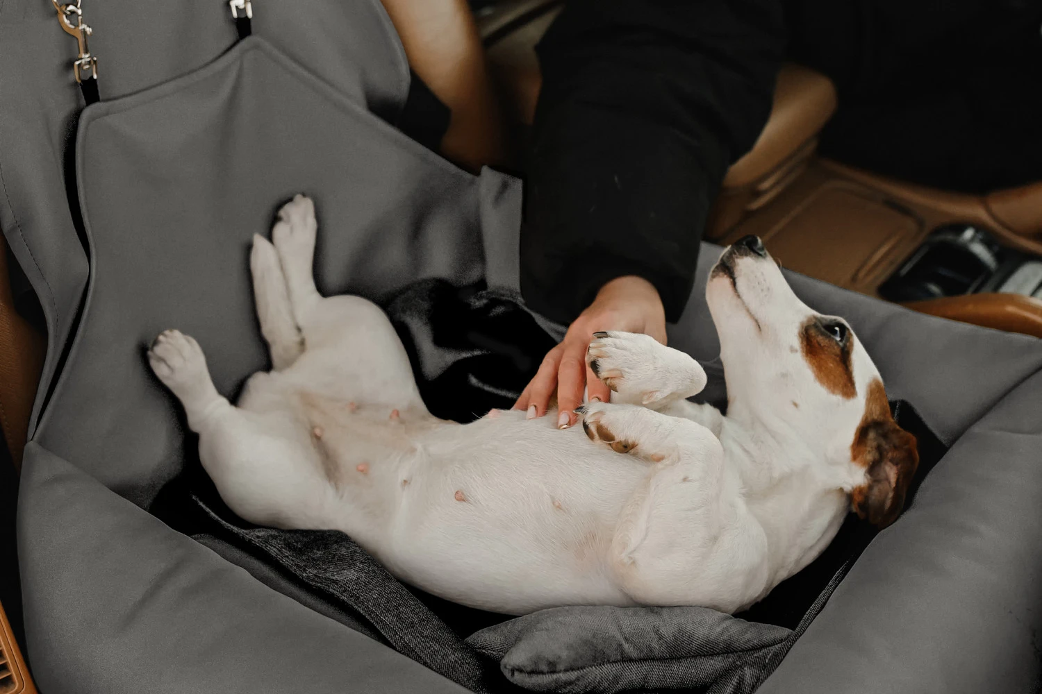 Shar-Pei Dog Car Seat for Tesla Model Y