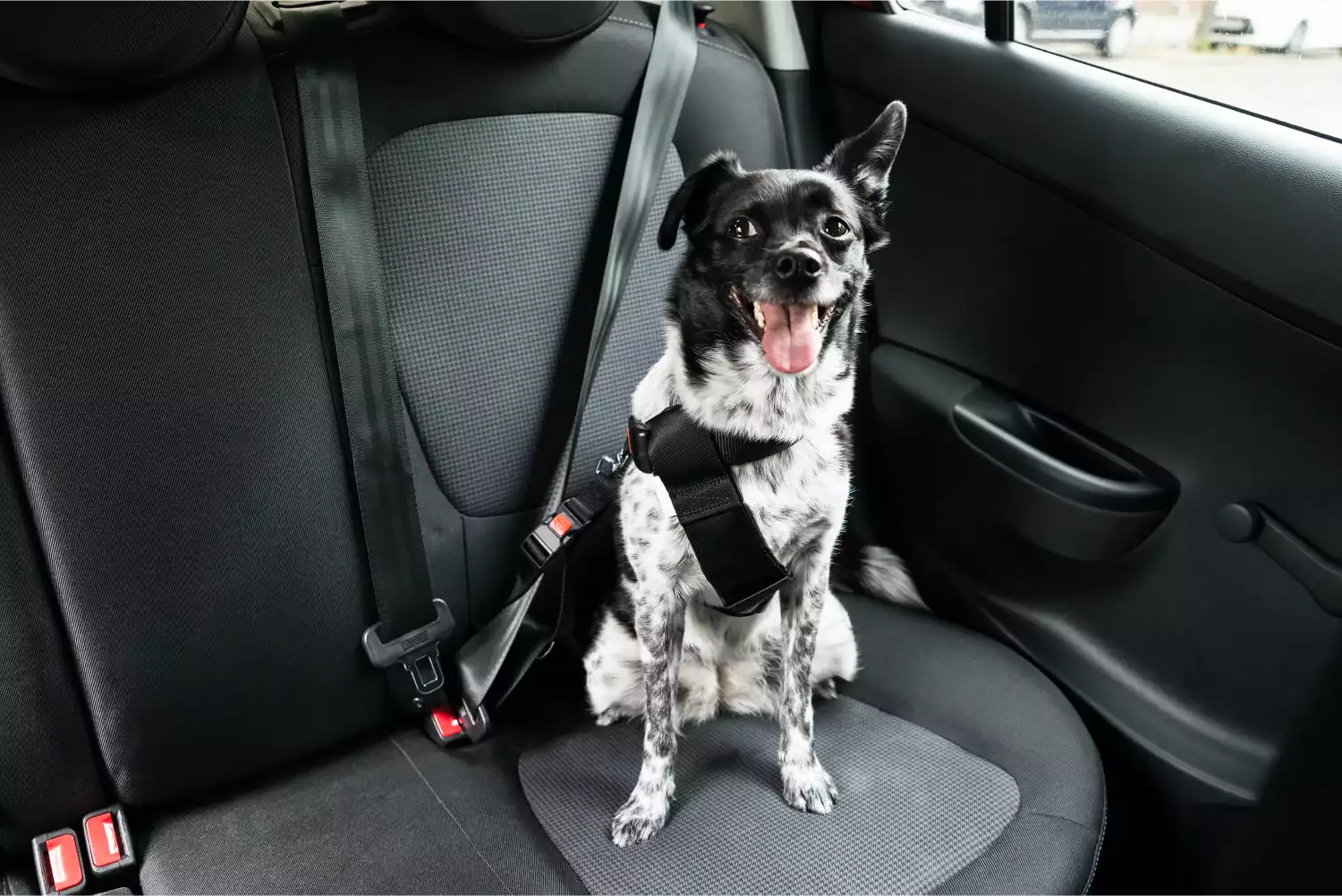 Norwegian Elkhounds Dog Car Seat Belt for Nissan Murano