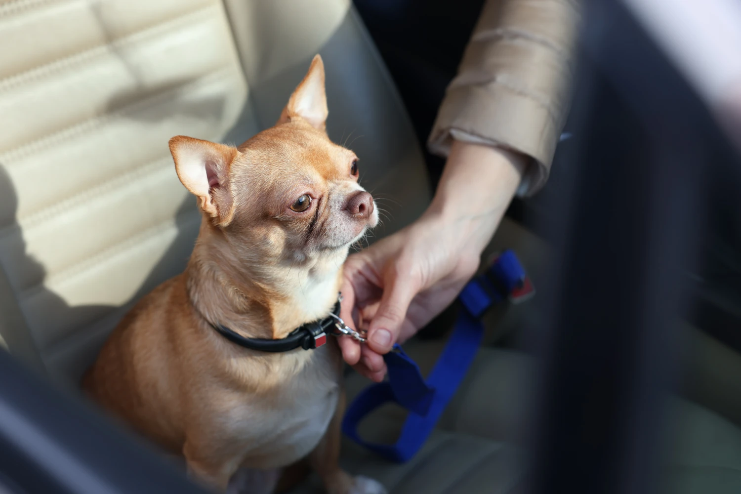 Chrysler Pacifica Dog Car Seat for Chihuahuas