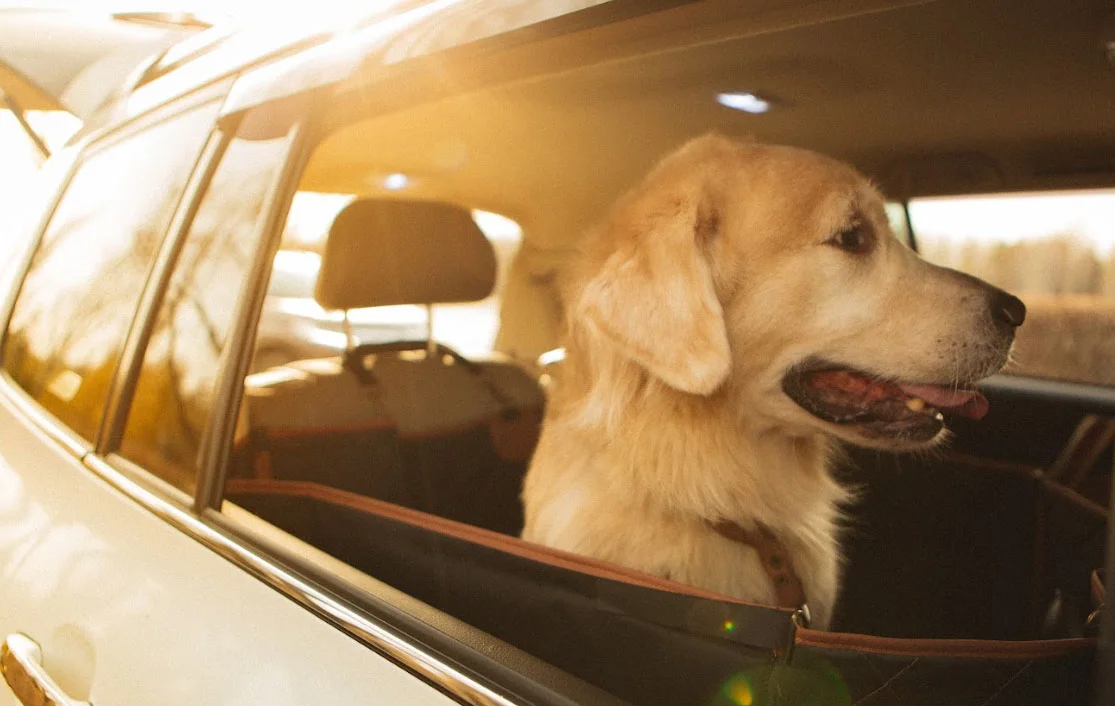 dog back seat cover for Mazda6