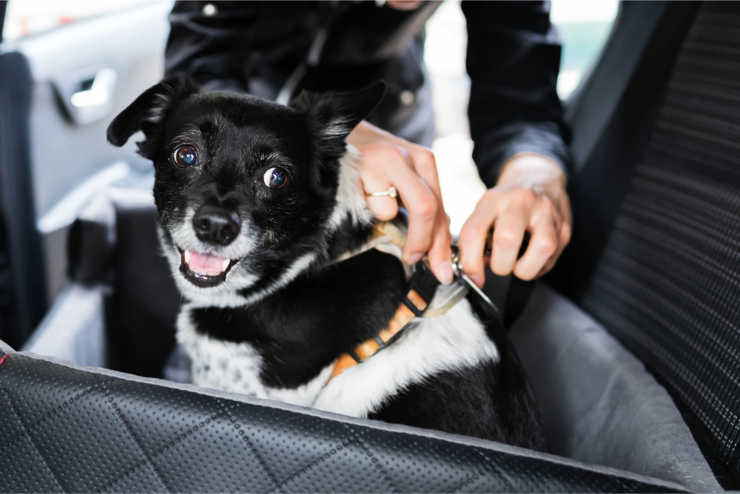 Poodles Dog Car Seat Belt for Cadillac XT5