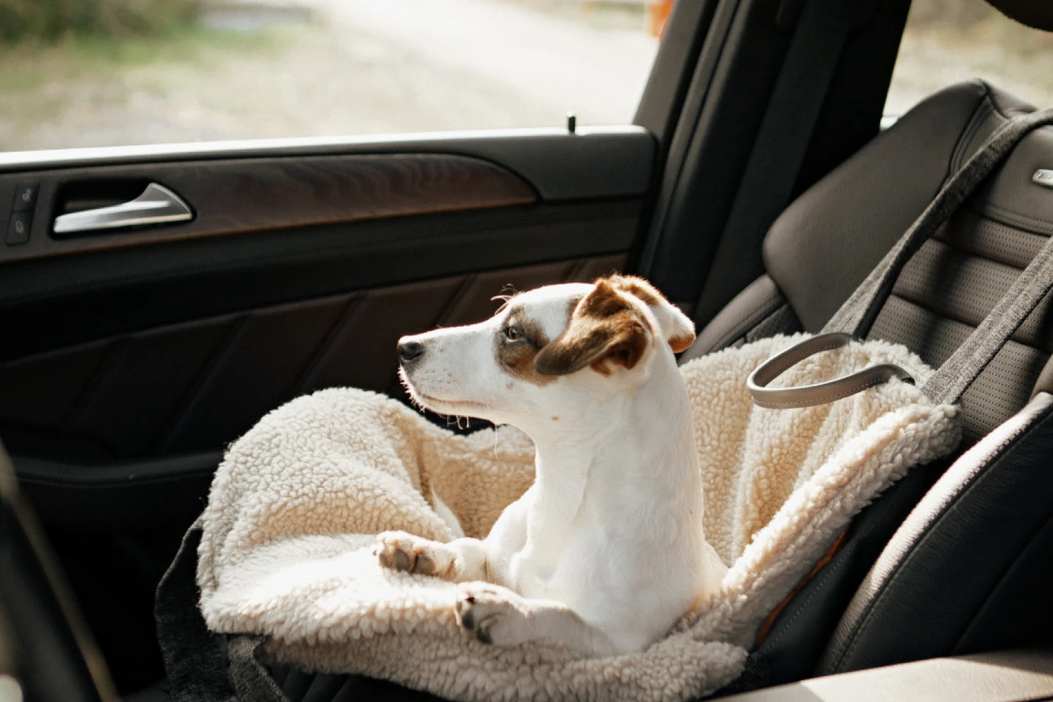 Boston Terrier Dog Carrier Car Seat for Dodge Grand Caravan