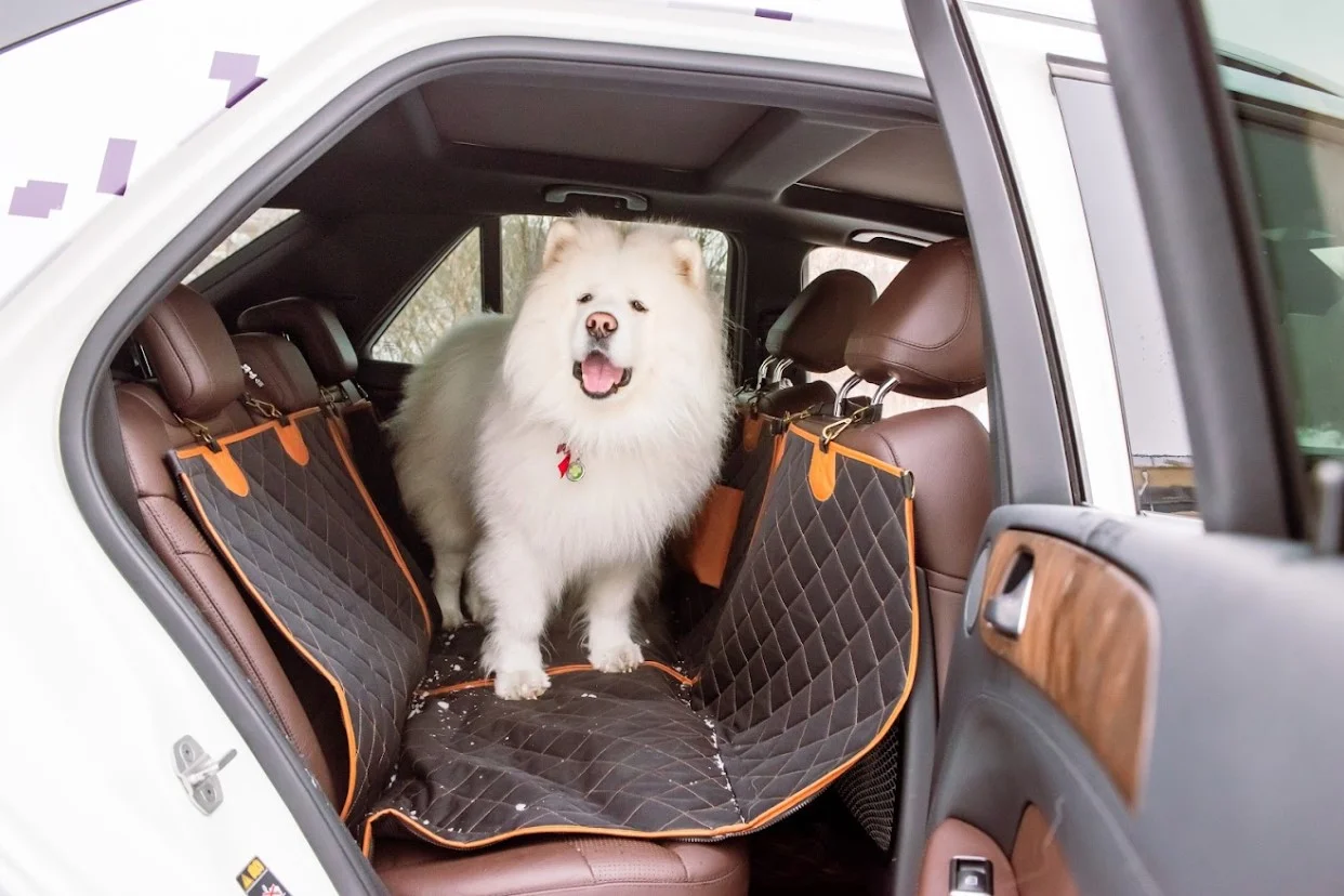 Toyota Prius back seat cover for Shetland Sheepdogs