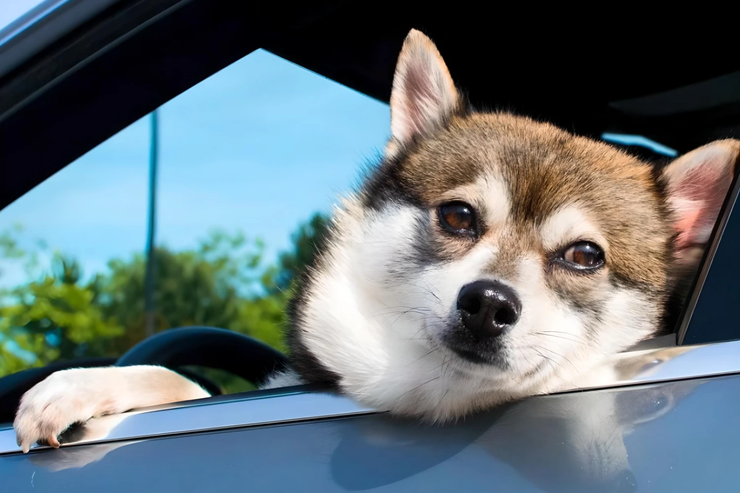 Chevrolet Silverado Dog Carrier Car Seat for Alaskan Klee Kai